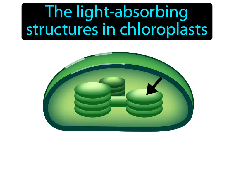Thylakoid Definition Thylakoid Definition