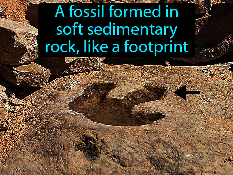 Trace Fossil Definition Trace Fossil Definition