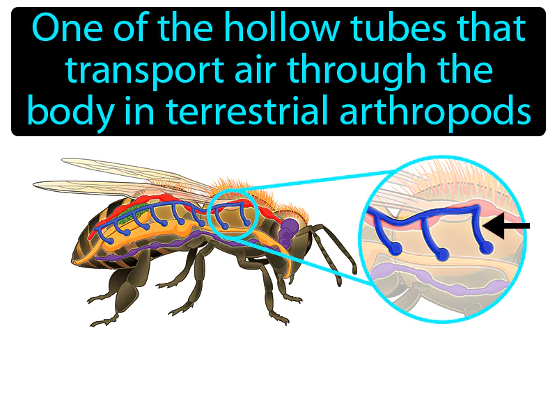 Tracheal Tube Definition Tracheal Tube Definition