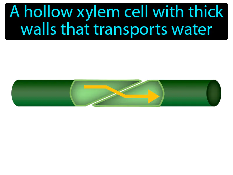 Tracheid Definition Tracheid Definition