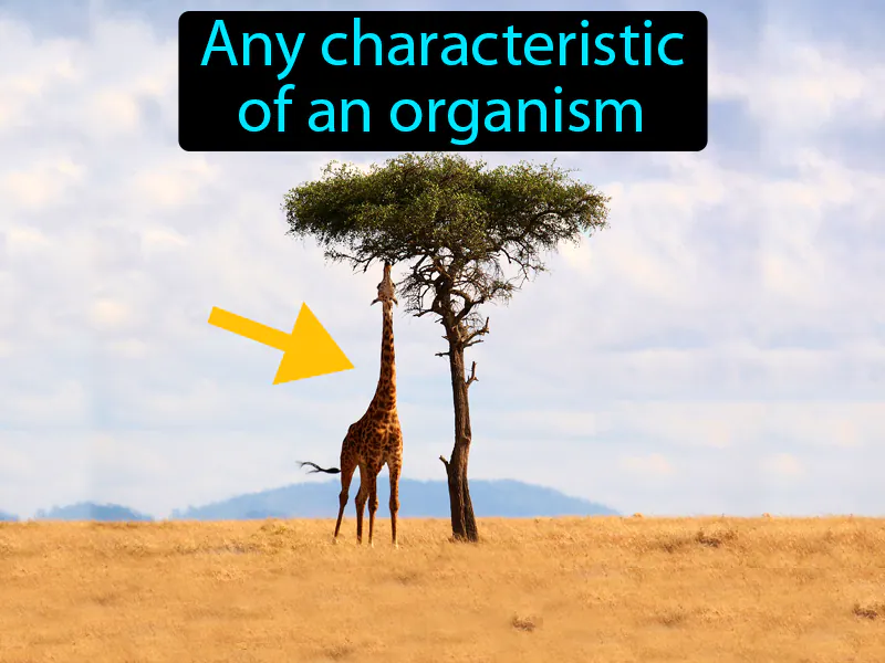 Trait Definition Trait Definition