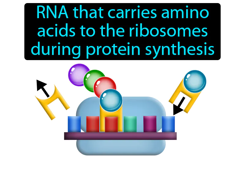 Transfer RNA Definition Transfer RNA Definition