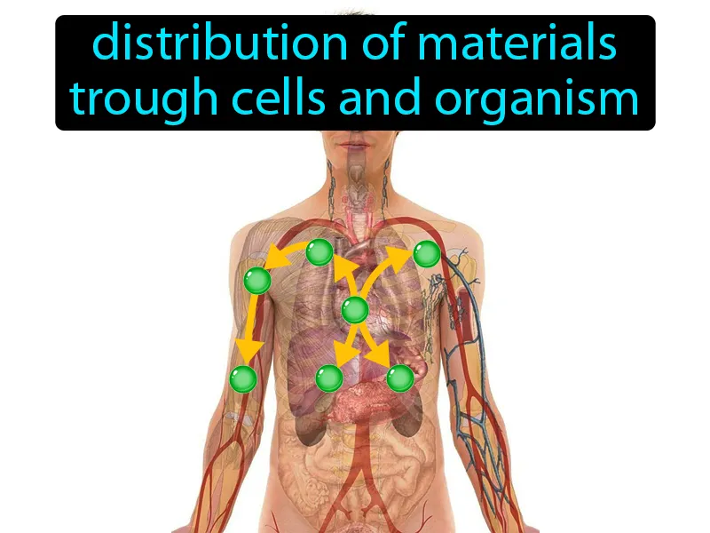 Transport Definition Transport Definition