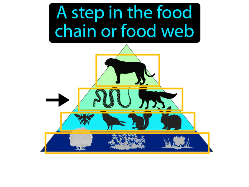 Trophic Level Definition Trophic Level Definition