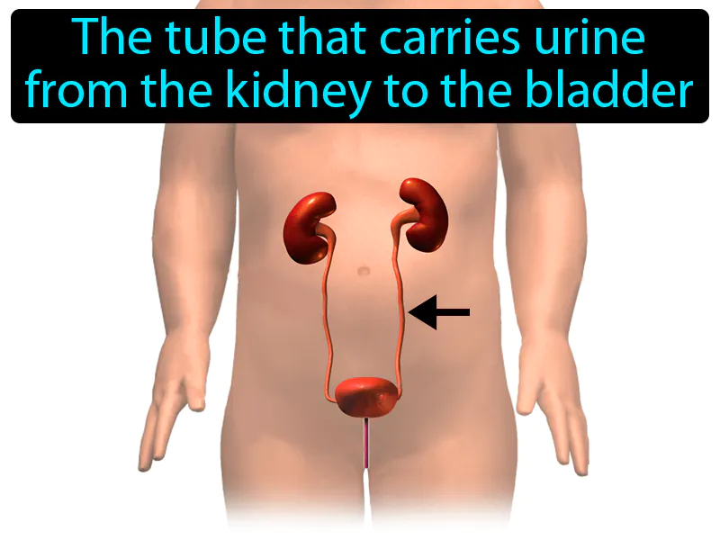 Ureter Definition Ureter Definition