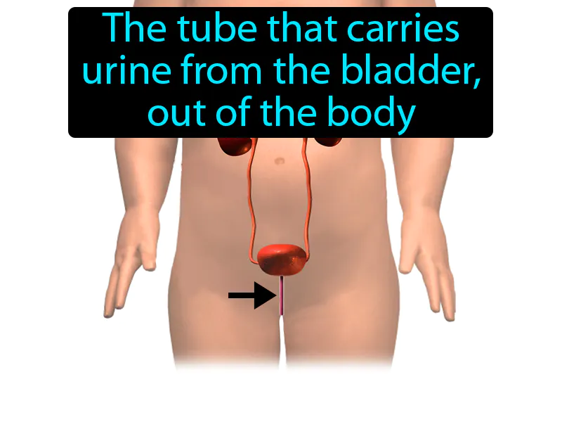 Urethra Definition Urethra Definition