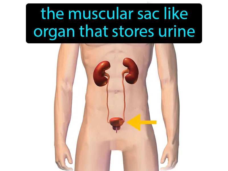 Urinary Bladder Definition Urinary Bladder Definition