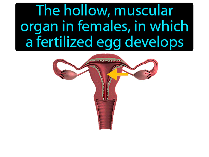 Uterus Definition Uterus Definition