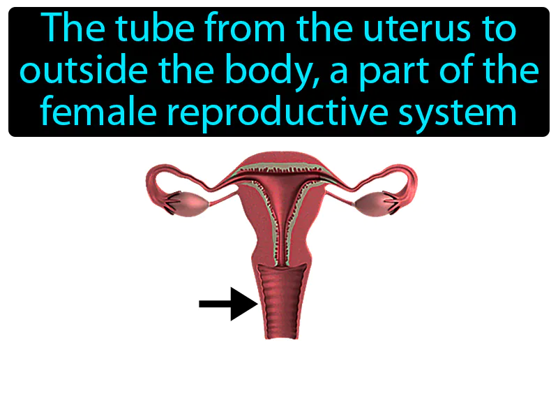 Vagina Definition Vagina Definition