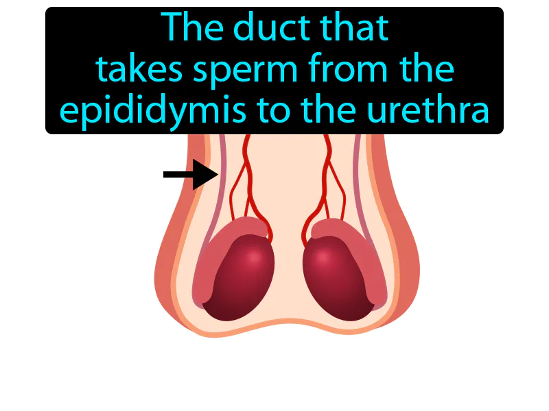 Vas Deferens Definition Vas Deferens Definition