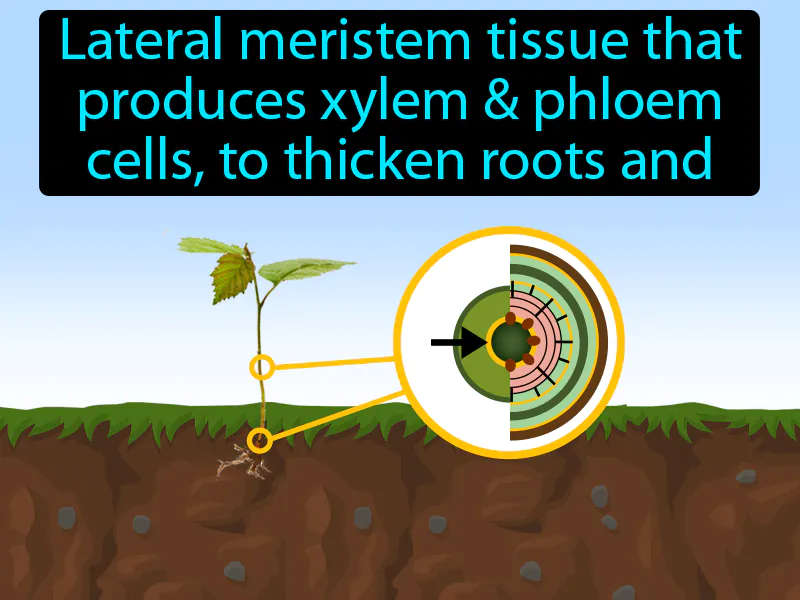 Vascular Cambium Definition Vascular Cambium Definition