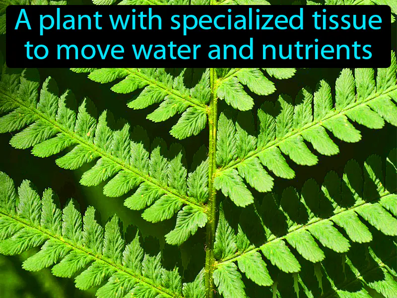 Vascular Plant Definition Vascular Plant Definition