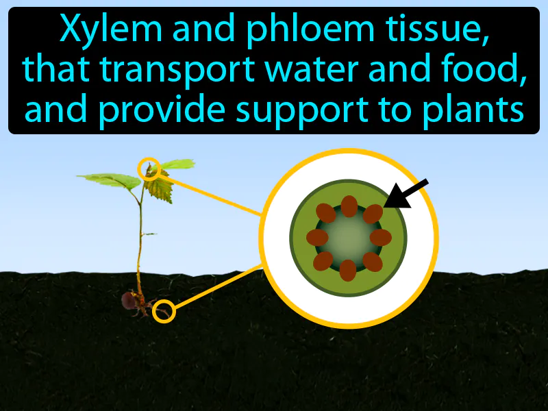 Vascular Tissue Definition Vascular Tissue Definition