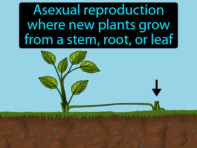 Vegetative Reproduction Definition Vegetative Reproduction Definition