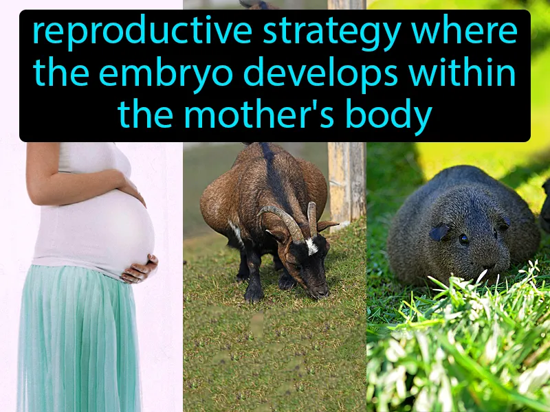 Viviparous Definition Viviparous Definition