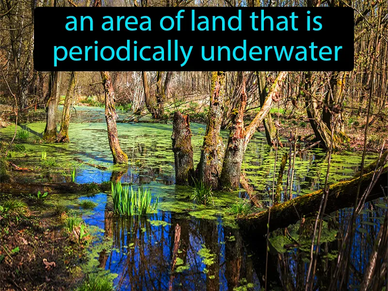Wetland Definition Wetland Definition
