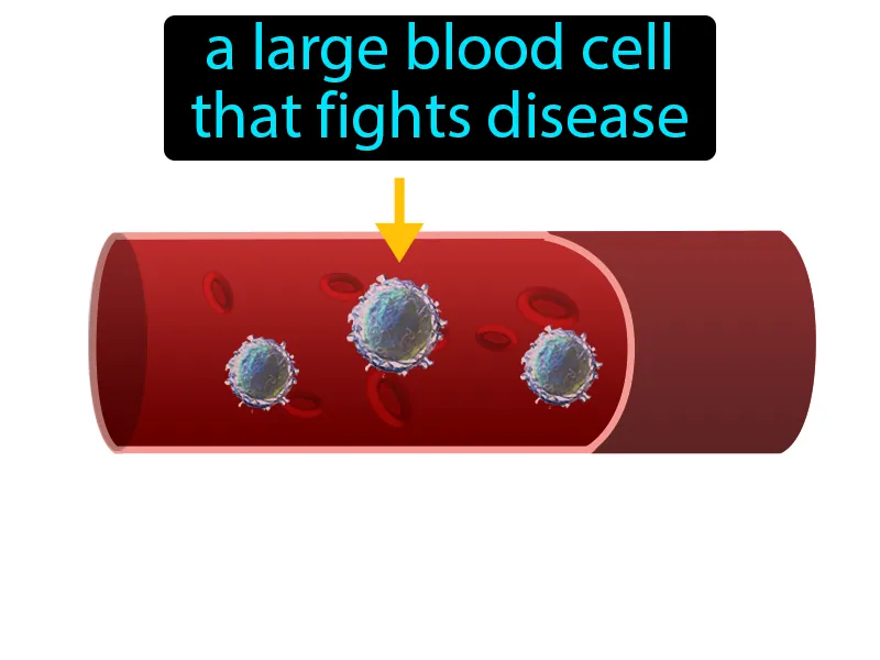 White Blood Cell Definition White Blood Cell Definition