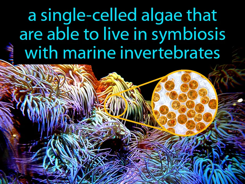 Zooxanthellae Definition Zooxanthellae Definition