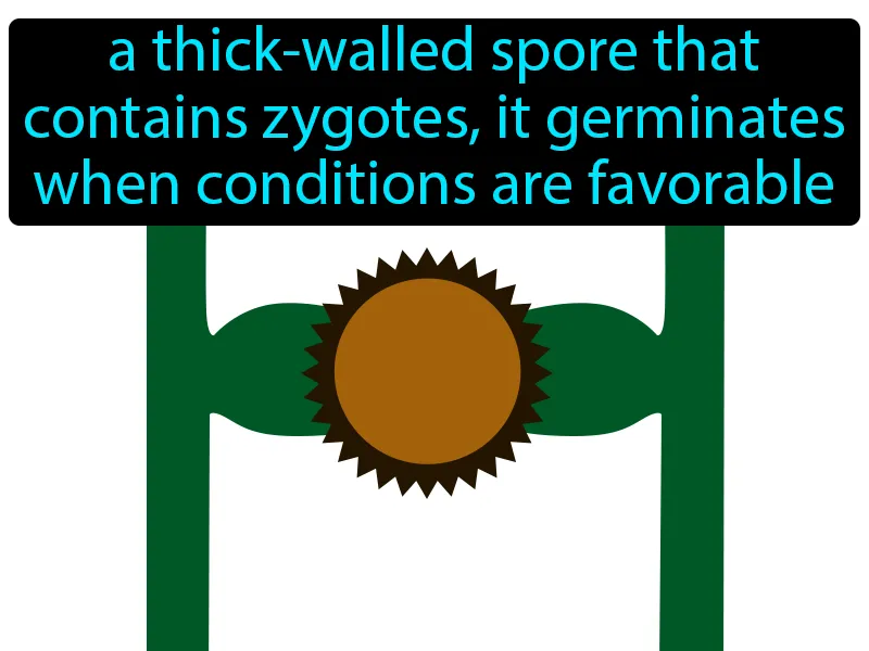 Zygospore Definition Zygospore Definition