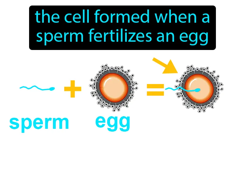 Zygote Definition Zygote Definition