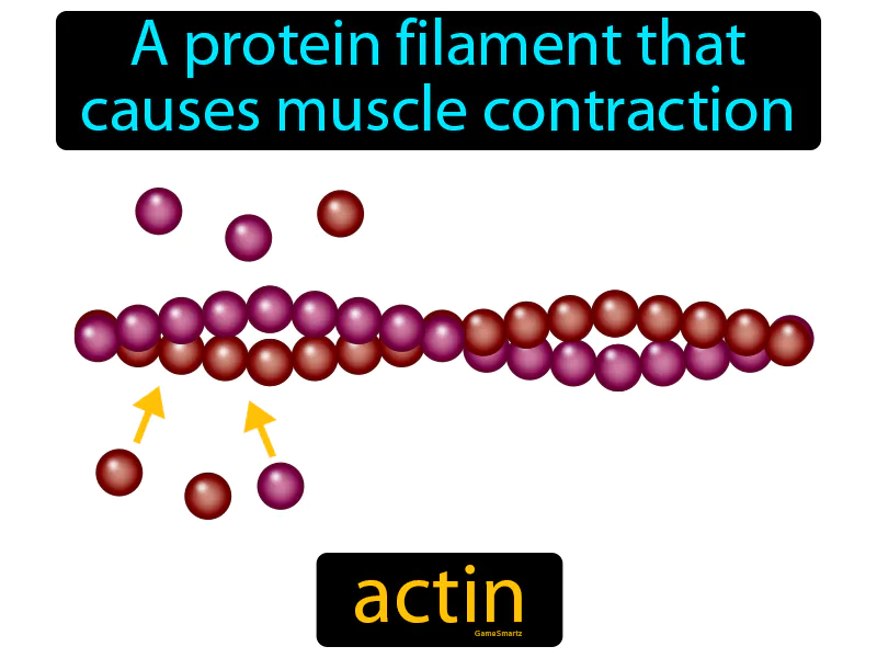Actin Definition Actin Definition