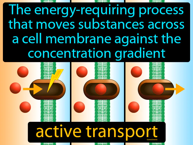 Active Transport Definition Active Transport Definition