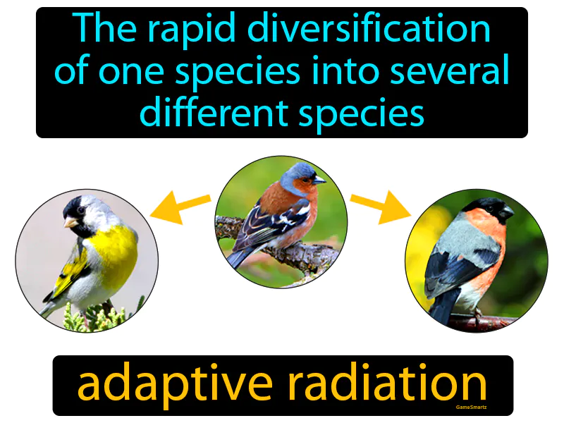 Adaptive Radiation Definition Adaptive Radiation Definition