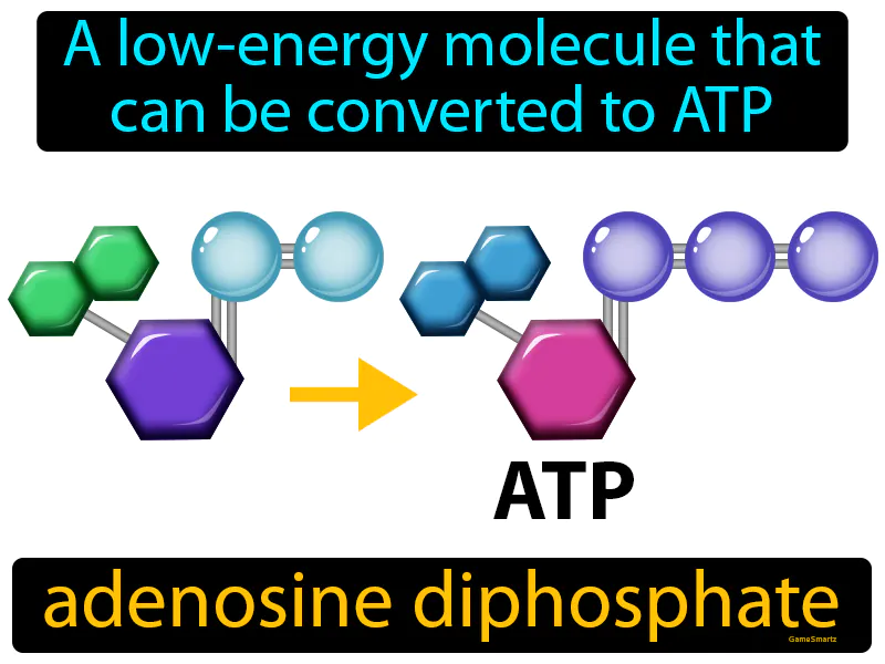Adenosine Diphosphate Definition Adenosine Diphosphate Definition