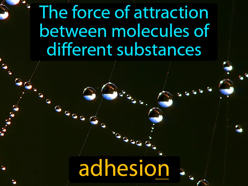 Adhesion Definition Adhesion Definition