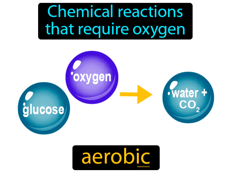Aerobic Definition Aerobic Definition