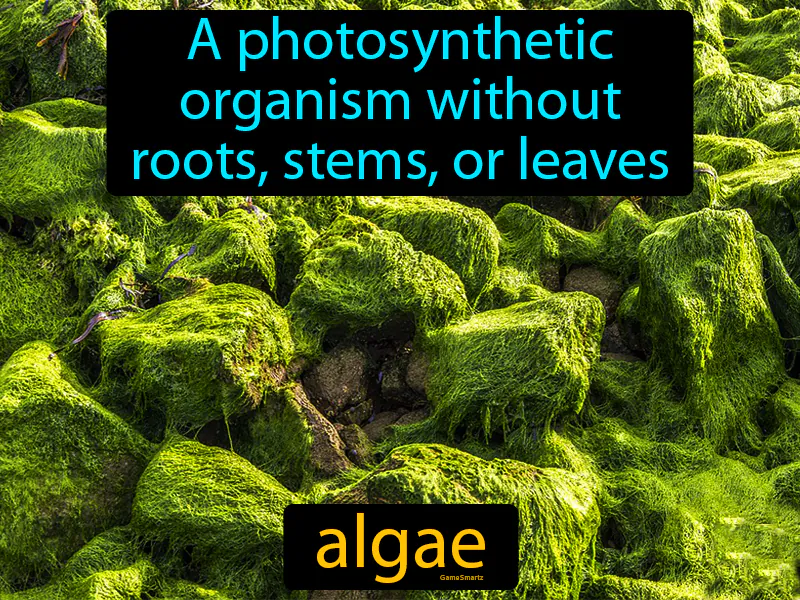 Algae Definition Algae Definition