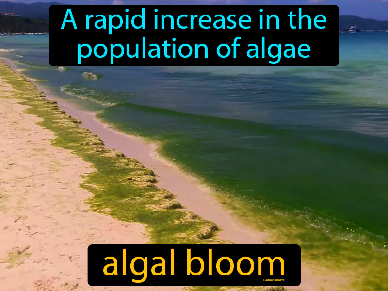 Algal Bloom Definition Algal Bloom Definition