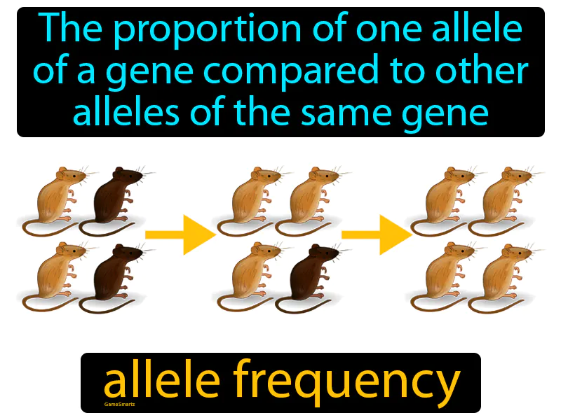 Allele Frequency Definition Allele Frequency Definition
