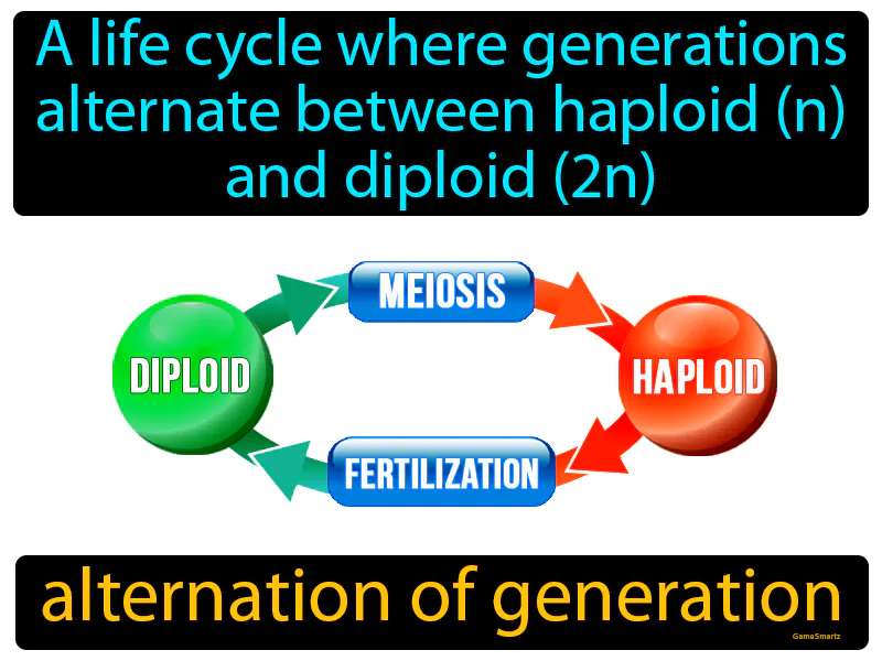 Alternation Of Generation Definition Alternation Of Generation Definition