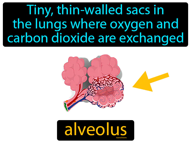 Alveolus Definition Alveolus Definition