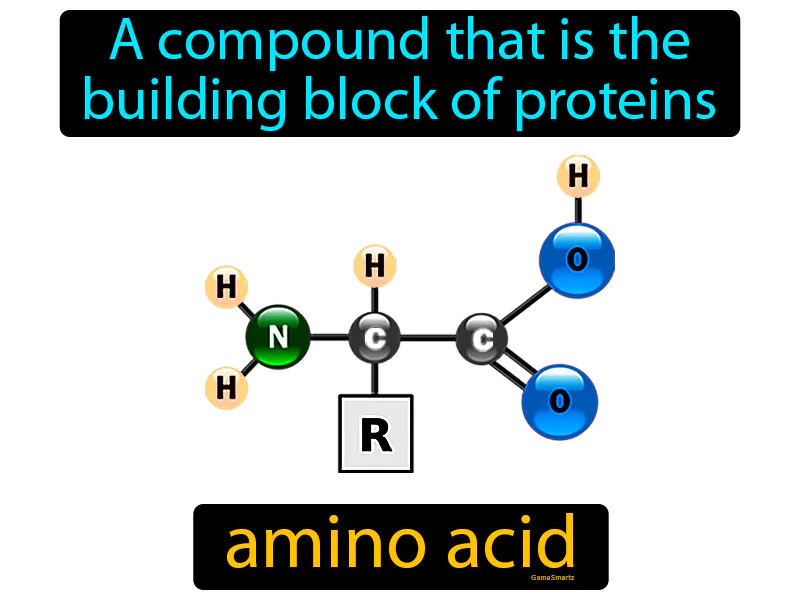 Amino Acid Definition Amino Acid Definition