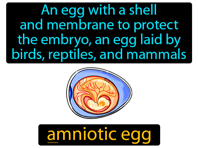 Amniotic Egg Definition Amniotic Egg Definition
