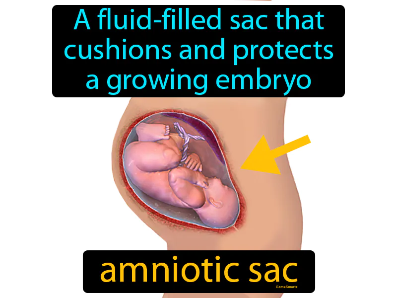 Amniotic Sac Definition Amniotic Sac Definition