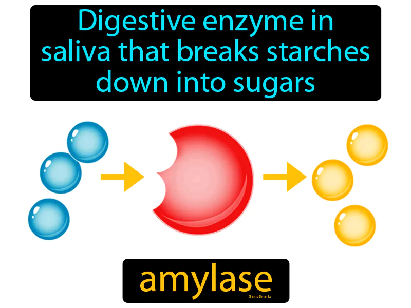 Amylase Definition Amylase Definition