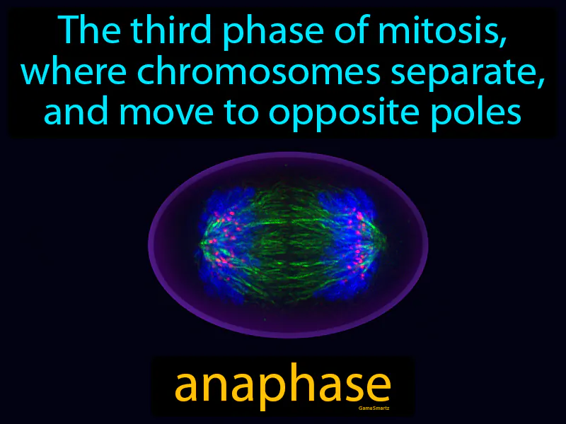 Anaphase Definition