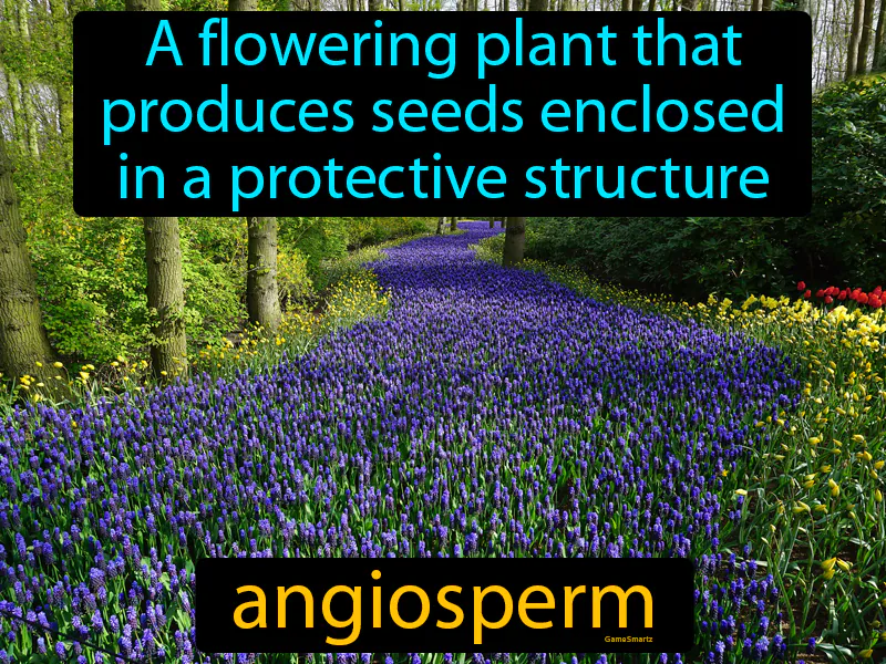 Angiosperm Definition Angiosperm Definition