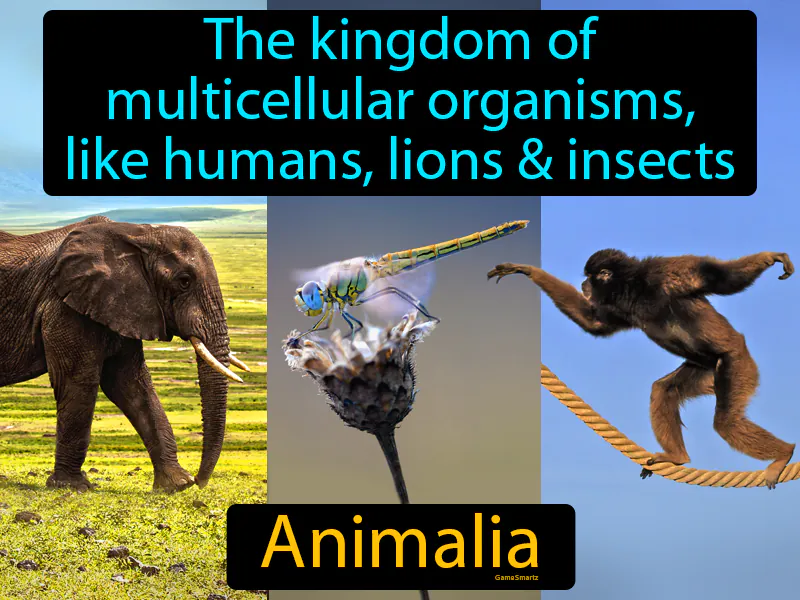 Animalia Definition Animalia Definition