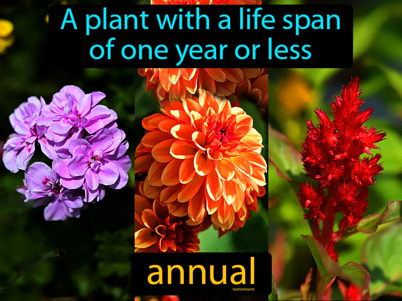 Annual Definition Annual Definition