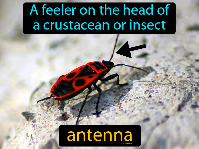 Antenna Definition Antenna Definition