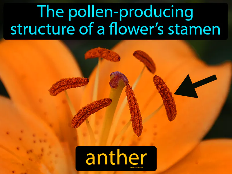 Anther Definition Anther Definition