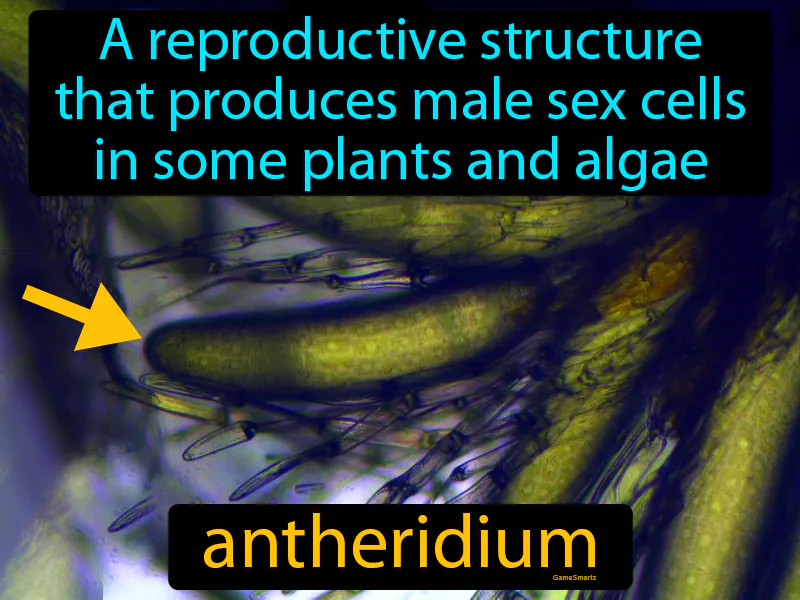 Antheridium Definition Antheridium Definition