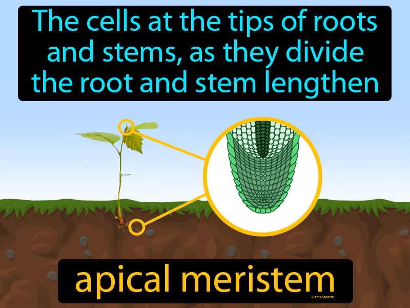 Apical Meristem Definition