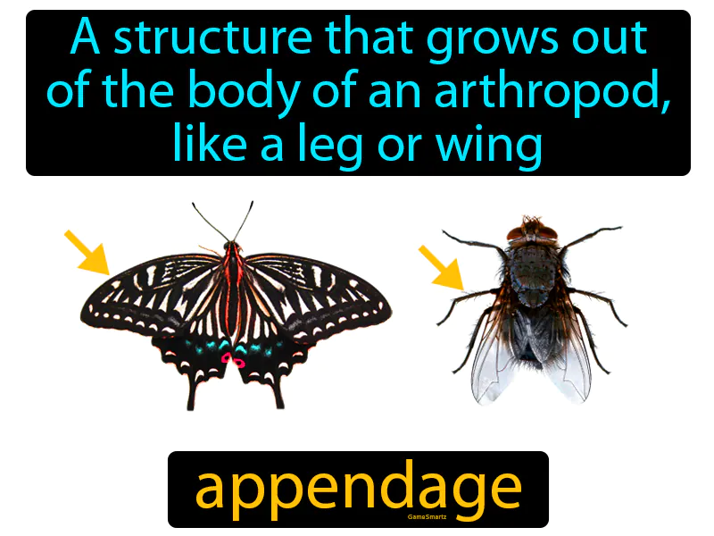 Appendage Definition Appendage Definition