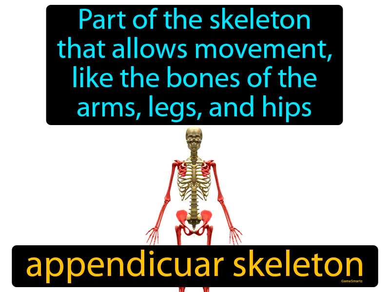 Appendicular Skeleton Definition Appendicular Skeleton Definition