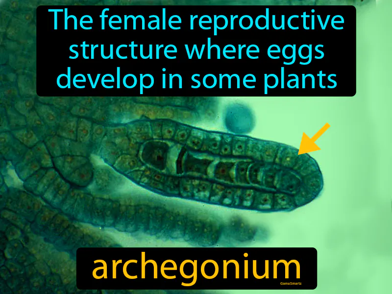 Archegonium Definition Archegonium Definition